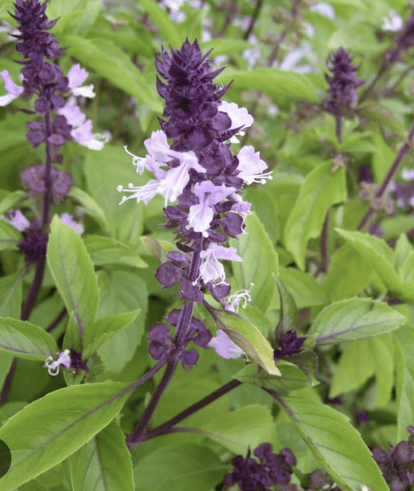 Basil - Cinnamon Flavored (3.25" pot)